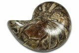 Cut & Polished Jurassic Nautilus Fossil (Half) - Madagascar #328069-1